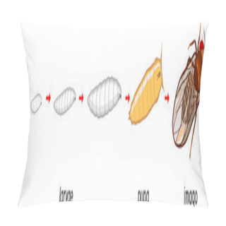 Personality  Life Cycle Of Fruit Fly (Drosophila Melanogaster). Sequence Of Stages Of Development Of Fruit Fly (Drosophila) From Egg To Adult Insect Isolated On White Background Pillow Covers