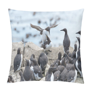 Personality  A Pair Of Guillemots (Uria Aalge) Mating Pillow Covers