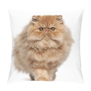 Personality  Persian Kitten, 4 Months Old, Walking In Front Of White Background Pillow Covers