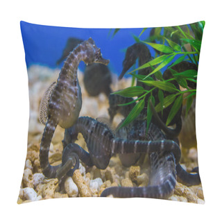 Personality  Group Of Big Belly Seahorses Together In The Aquarium, Popular Pets In Aquaculture, Tropical Fishes From Australia Pillow Covers