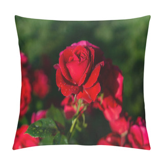 Personality  Beautiful Blooming Red,red Rose. Spring Flowering Decorative Roses. Pillow Covers