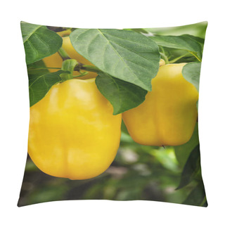 Personality  Yellow Bell Pepper Growing On A Bush In Saduu Pillow Covers
