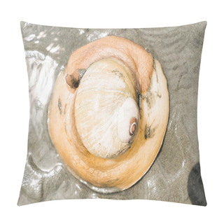 Personality  View From Above Of A Large Moon Snail On A Sandy Beach Pillow Covers