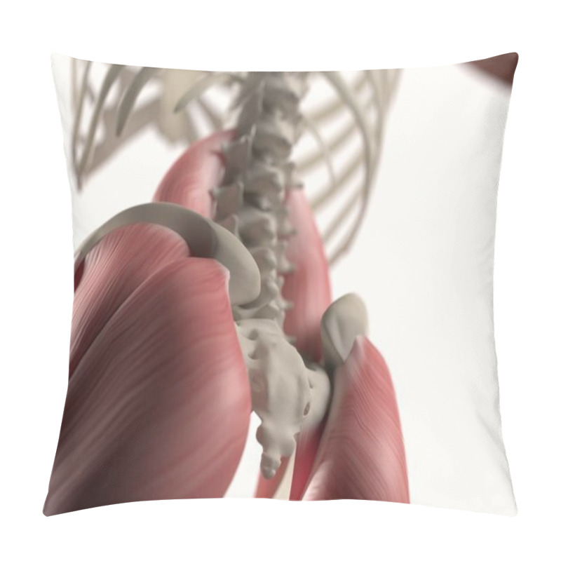 Personality  Human spine and pelvis anatomy model pillow covers