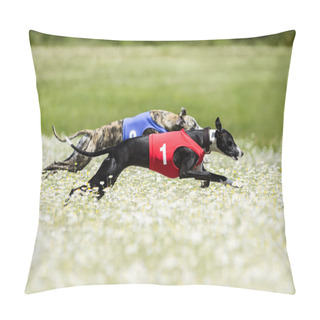 Personality  Two Greyhounds Lure Coursing Competition In A Beautiful Chamomil Pillow Covers