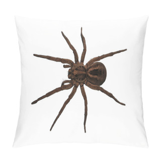 Personality  Wolf Spider Over Head View Pillow Covers