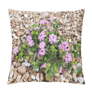 Personality  Flowering Low Rise Shrub Of Lantana Montevidensis Used In Desert Style Xeriscaping Pillow Covers
