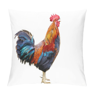Personality  Colorful Rooster Isolated On White Background Pillow Covers