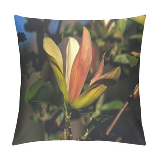 Personality  Magnolia X Brooklynensis 'Woodsman' In A French Country Garden Pillow Covers