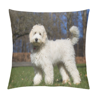 Personality  Labradoodle Dog Outdoors In Nature Pillow Covers