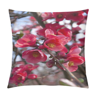 Personality  First Day Of Spring, Bush With Red Fresh Flowers. Floral Background. Japanese Quince Crimson Color. Close Up. Pillow Covers