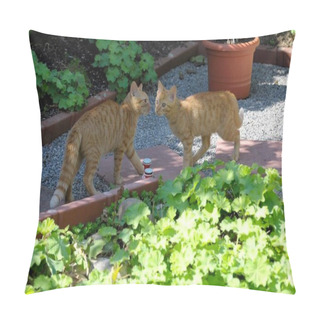 Personality  Red Young Felidae Cats Playing In The Garden, Pillow Covers