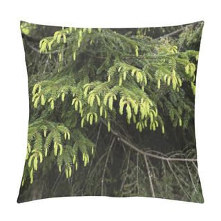 Personality  Beautiful Spruce In The Leningrad Region In North-West Russia Pillow Covers