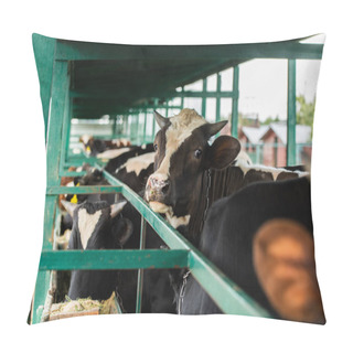 Personality  Selective Focus Of Black And White Cow In Herd Near Cowshed Fence Pillow Covers