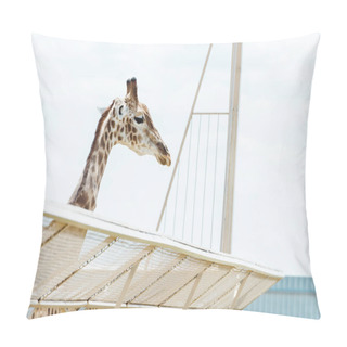 Personality  Giraffe With Long Neck Standing Near Cage In Zoo  Pillow Covers