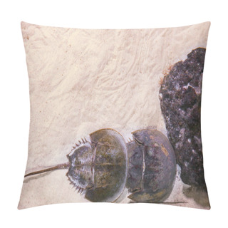 Personality  Horseshoe Crabs In Aquarium Pillow Covers