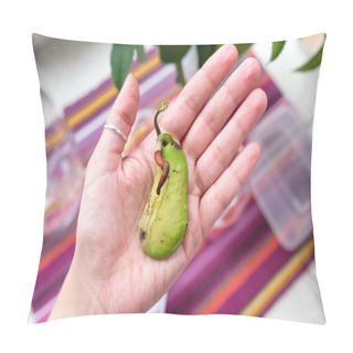 Personality  Mango In The Palm. Sprouted Seed. Strange Fruit Pillow Covers
