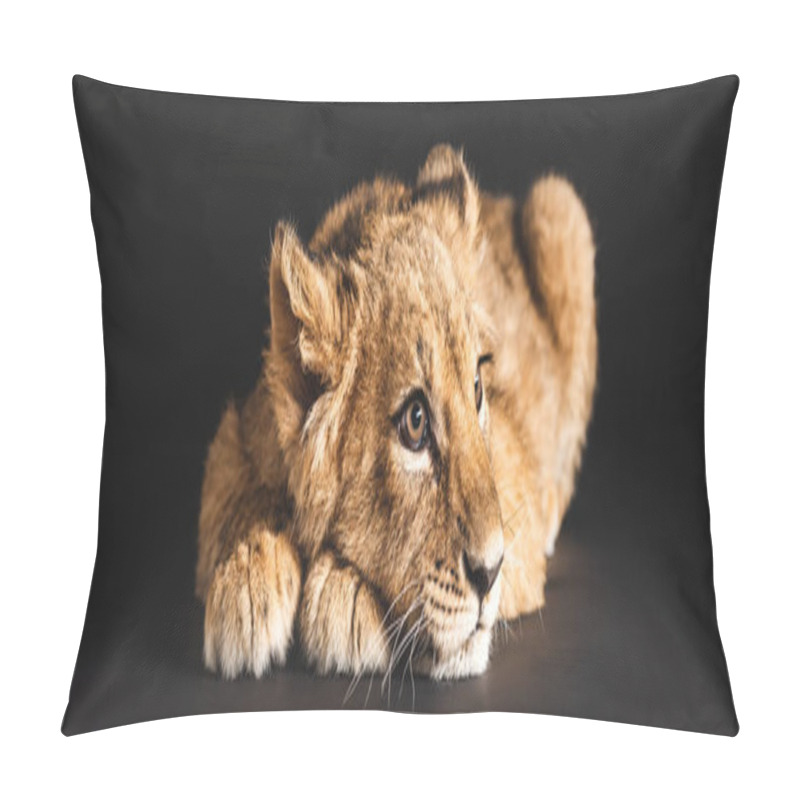 Personality  adorable lion cub lying isolated on black, panoramic shot pillow covers