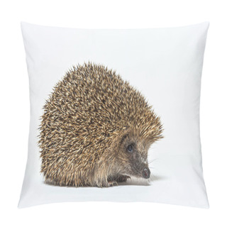 Personality  Common European Hedgehog, Erinaceus Europaeus, Isolated On White Pillow Covers