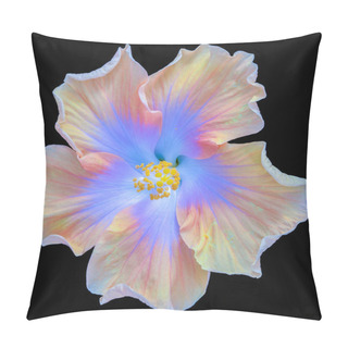 Personality  Fine Art Still Life Floral Pastel Color Macro Flower Photography Of A Single Isolated Blooming Yellow Blue Wide Open Hibiscus Blossom On Black Background In Top View Pillow Covers