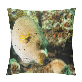 Personality  Colorful Ball Puffer Fish On The Reef Background Pillow Covers