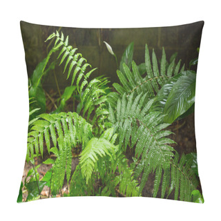 Personality  Green Ferns In Tropical Forest Pillow Covers