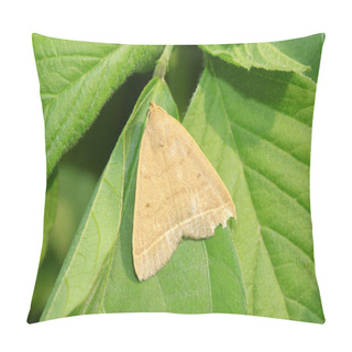 Personality  Moth Insects  Pillow Covers