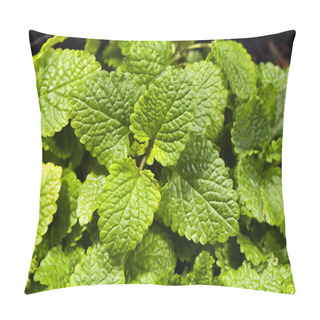 Personality  Lemon Balm, Also Known As Balm Or Balm Mint Pillow Covers