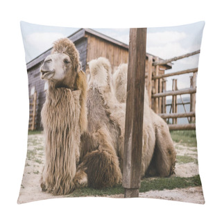 Personality  Close Up View Of Two Humped Camel Sitting On Ground In Corral At Zoo Pillow Covers