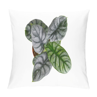 Personality  Top View Of Exotic 'Alocasia Baginda Silver Dragon' Houseplant On White Background Pillow Covers