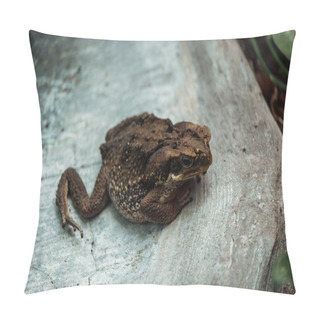 Personality  Close Up View Of Brown Frog Sitting On Stone Pillow Covers