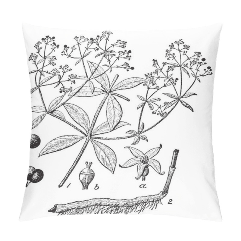 Personality  A picture, that's showing a Rubia plant. This is from Rubiaceae family. The flowers are small yellow. The branches are very thin. It is herb, vintage line drawing or engraving illustration. pillow covers