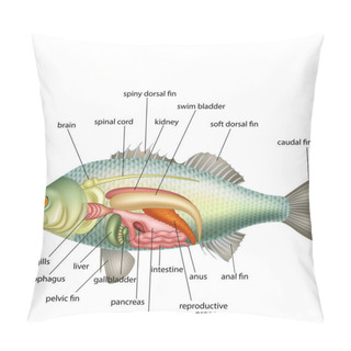 Personality  Anatomy Of Fish On White Background Pillow Covers