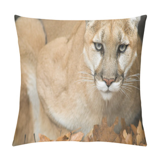 Personality  Mountain Lion Portrait Pillow Covers