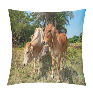 Personality  A Brown Calf Standing In A Field, Cute Young Cow Standing In The Fields. Pillow Covers