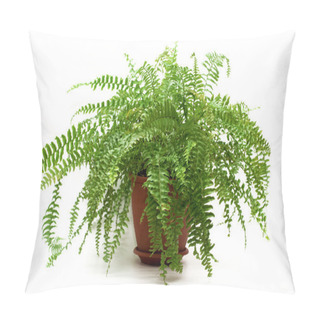 Personality  Fern In A Brown Pot Pillow Covers