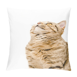 Personality  Portrait Of A Cat Scottish Straight Closeup Pillow Covers