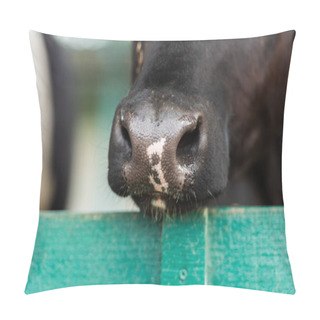 Personality  Close Up View Of Black And White Spotted Cow Nose Near Wooden Fence  Pillow Covers