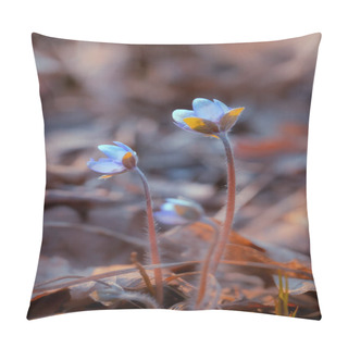 Personality  Hepatica Nobilis Flowers In The Spring Forest Pillow Covers