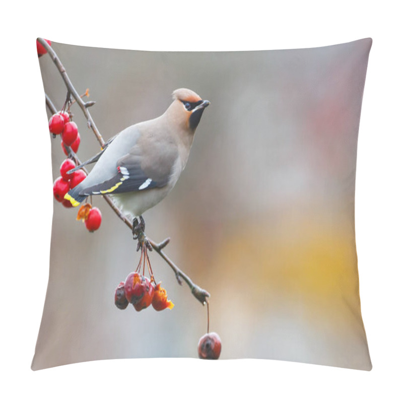 Personality  Bohemian Waxwing Bird Pillow Covers