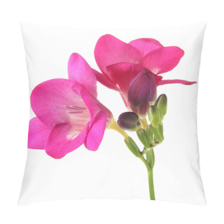 Personality  Pink Freesia Flower, Isolated On White Pillow Covers