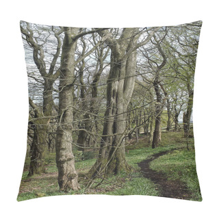 Personality  Tall Beech Trees In Spring Woodland  Pillow Covers