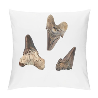 Personality  Prehistoric Shark Teeth.The Most Ancient Types Of Sharks Date Back To 450 Million Years Ago, During The Late Ordovician Period, And Are Mostly Known By Their Fossilised Teeth. However, The Most Commonly Found Fossil Shark Teeth Are From The Cenozoic Pillow Covers
