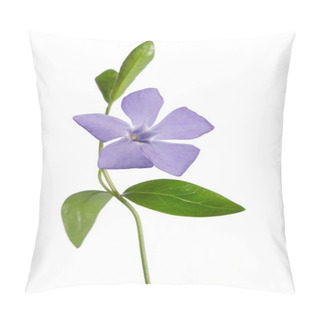 Personality  Periwinkle Flower Isolated On White Background Pillow Covers