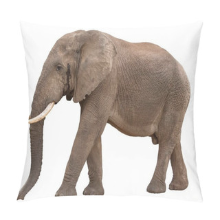 Personality  Big Male African Elephant In Musth - Isolated Pillow Covers