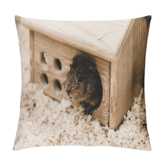Personality  Selective Focus Of Cute Little Hamsters  Pillow Covers