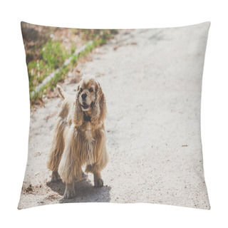 Personality  American Cocker Spaniel For  Walk In Autumn Park Pillow Covers