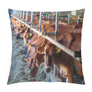Personality  Cows Dairy Breed Of Jersey Eating Hay Fodder In Cowshed Farm Som Pillow Covers