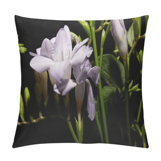 Personality  Close Up View Of Lilac Freesia Flowers On Stems Isolated On Black Pillow Covers