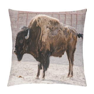 Personality  Close Up View Of Wild Buffalo At Zoo Pillow Covers